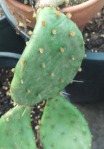 Opuntia xanthoglochia, yellow glochids, garden plant, Jacen A Myers