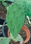 Opuntia xanthoglochia, yellow glochids, new pad with leaves, Jacen A Myers