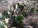 Opuntia xanthoglochia, Bastrop Co, TX, Jerry McNulty