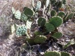 Opuntia xanthoglochia, Bastrop Co, TX, Jerry McNulty