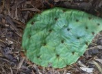 Opuntia xanthoglochia, Guadalupe Co, TX, Jerry McNulty