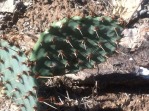 Opuntia xanthoglochia, Guadalupe Co, TX, Jerry McNulty