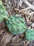 Opuntia xanthoglochia, Guadalupe Co, TX, Jerry McNulty