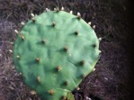 Opuntia xanthoglochia, Jerry McNulty