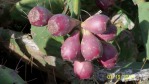 Opuntia zebrina, in habitat, fruit