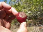 Opuntia zebrina, fruit