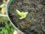 Opuntia zebrina, seedling