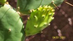 Opuntia zebrina, new cladode with leaves