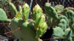 Opuntia zebrina, flower buds