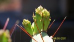 Opuntia zebrina, flower buds