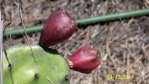 Opuntia zebrina, fruit