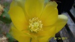 Opuntia zebrina, flower