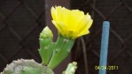 Opuntia zebrina, flower