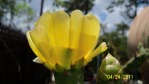 Opuntia zebrina, flower