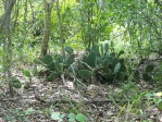 Opuntia zebrina, in habitat