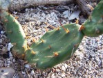 Opuntia zebrina, in habitat