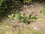 Opuntia zebrina, in habitat