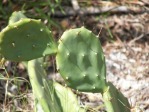 Opuntia zebrina, in habitat