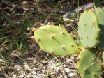 Opuntia zebrina, in habitat, young cladode