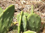 Opuntia zebrina, cladodes