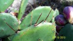 Opuntia zebrina, in habitat