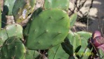 Opuntia zebrina, in habitat