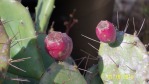 Opuntia zebrina, fruit