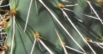 Opuntia zuniensis, close-up of spines