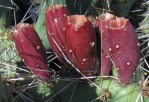 Opuntia zuniensis, close-up of fruit