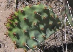 Opuntia zuniensis, new cladode