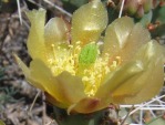 Opuntia zuniensis, flower, Espanola, NM