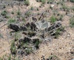 Opuntia zuniensis, Santa Fe, NM