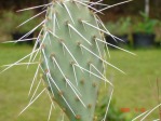 Opuntia zuniensis, garden plant