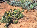 Opuntia zuniensis, O. trichophora in background