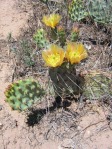 Opuntia zuniensis