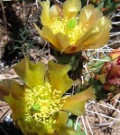 Opuntia zuniensis, flowers