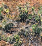 Opuntia zuniensis