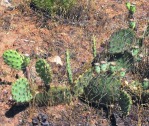 Opuntia zuniensis