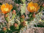 Opuntia zuniensis