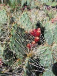 Opuntia zuniensis