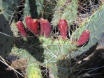 Opuntia zuniensis