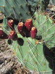 Opuntia zuniensis