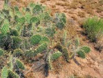 Opuntia zuniensis