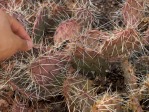 Opuntia zuniensis, Dowa Yalanne Mesa, near Zuni, NM, Darin Mahkee