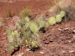 Opuntia zuniensis, Dowa Yalanne Mesa, near Zuni, NM, Darin Mahkee