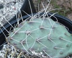 Opuntia zuniensis, garden plant