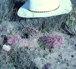 Opuntia zuniensis, Santa Cruz, NM