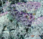 Opuntia zuniensis, Santa Cruz, NM