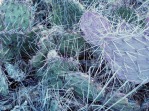 Opuntia zuniensis (R), with O. tortispina, Santa Cruz, NM