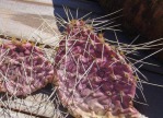 Opuntia zuniensis, late summer